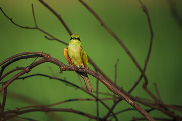 Green Bee-Eater birds perched on a branch.