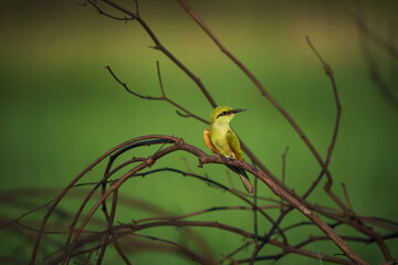 Green Bee-Eater birds perched on a branch.