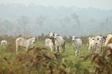 Área de queimada e desmatamento, que deram origem à pasto para criação de gado, às margens da...