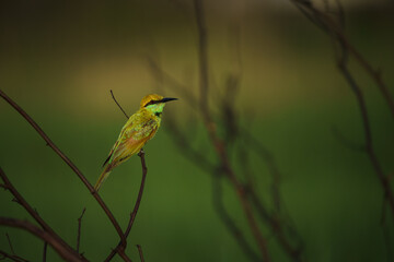 Green Bee-Eater birds perched on a branch.