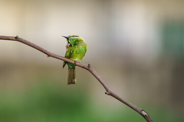Little Green bee-eater