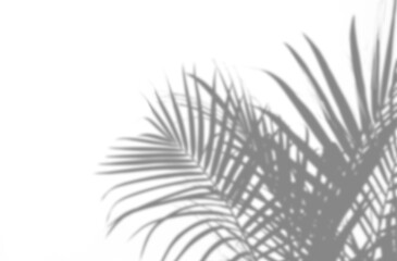 abstract background of leaf shadow on white wall background, concepts summer.abstract background of...