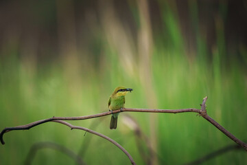 Little Green bee-eater