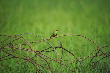 Little Green bee-eater