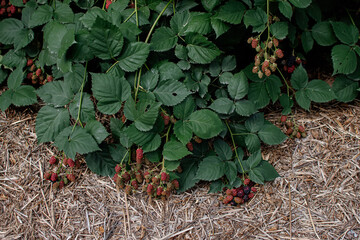 Branch of blackberries in the garden on a green background.Blackberries on a branch close-up. Blackberry Bush. Collecting berries. Ripe blackberries on a green background. Healthy food for vegans.