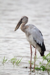 A long-billed bird that migrates to stand in a swamp, Thailand