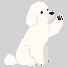 Simple and adorable white colored Poodle dog illustration waving hand flat colored