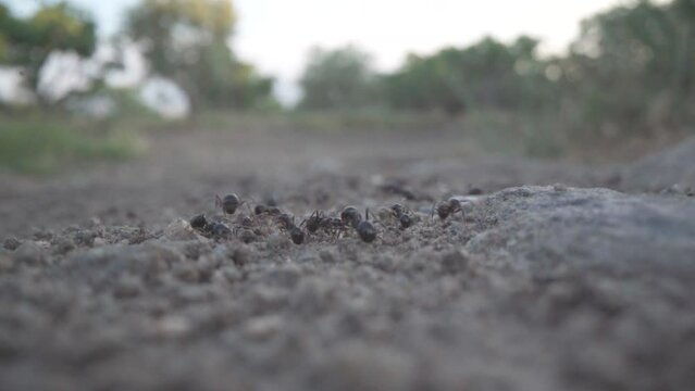 Ants on the Ground by probe lens