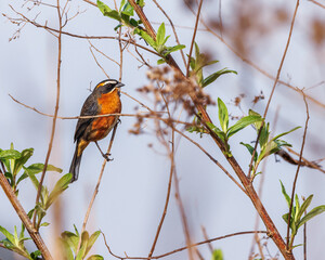 A small songbird sunbathing perched on a tree branch on a sunny winter morning