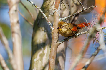 A rufous small bird perched on a tree branch on a sunny morning