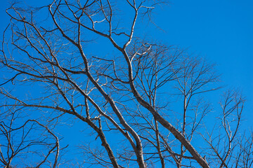 Obraz premium Tree branch silhouette over blue sky background.
