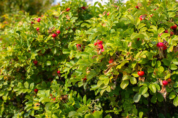 Red berry of a wild rose on a green bush close-up