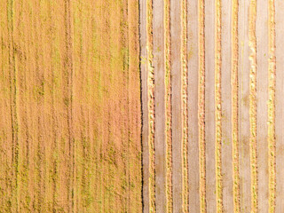 Aerial drone image of fields with diverse crop growth based on principle of polyculture and...