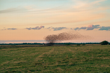 sort sol in the marshlands