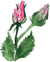 Watercolor pink red rose flower bud green leaf plant hand drawn clip art isolated