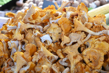 Des champignons ( girolles )