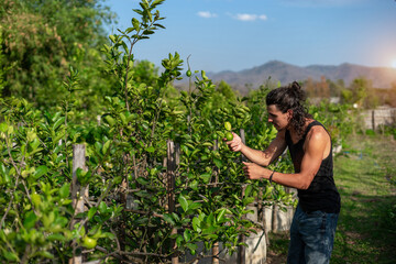 A young farmer looks admiringly and holding a lemon from a lemon tree at an organic farm with a...