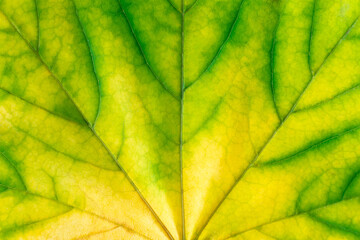 Fototapeta na wymiar Background of yellow green autumn maple leaf. Macro nature organic texture