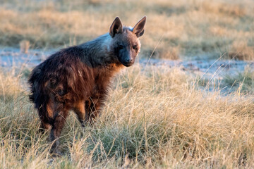 Brown hyena cub in the grass