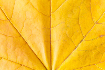 Background of yellow autumn maple leaf. Macro nature organic texture