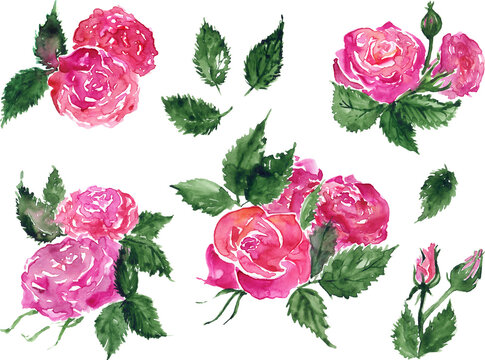 Watercolor pink red rose flower green leaf plant hand drawn clip art set isolated