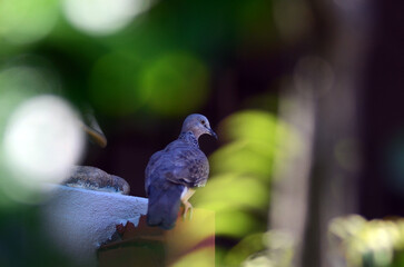 Dove, around my home.