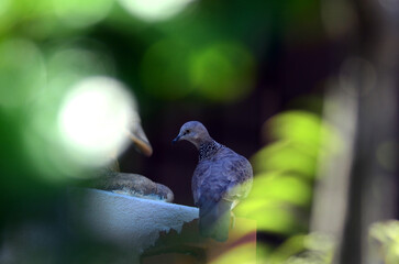 Dove, around my home.
