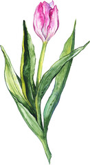 Watercolor pink tulip spring flower nature isolated art