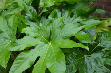 closeup view of false castor oil plant (fatsia japonica)
