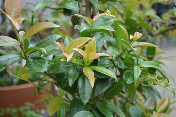 Closeup view of jasmine plant