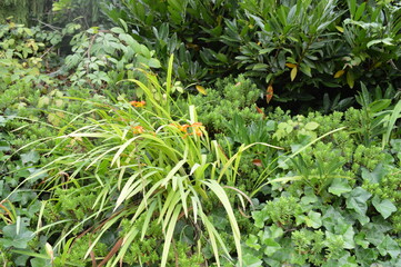 Lush green foliage in church grounds 