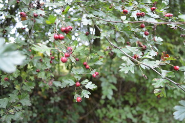 Obraz premium This is a hawthorn bush with bright red berries 