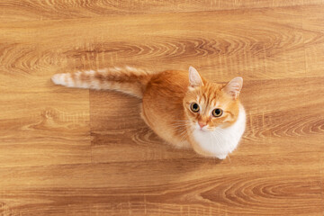 A red cat is sitting on the floor. Top view