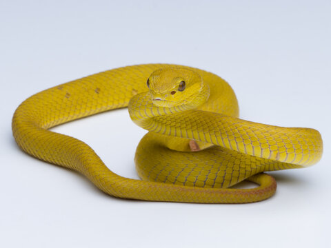 snake