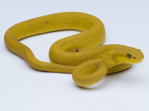 close up of a snake