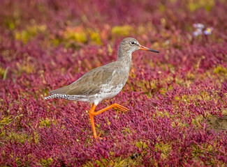 Redshank amongst the purple marsh grasses