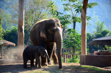 Thai elephant, mother and child.