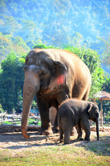 Thai elephant, mother and child.