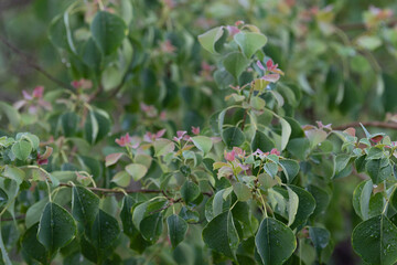 Fresh growth on a chinese tallow tree in summer.