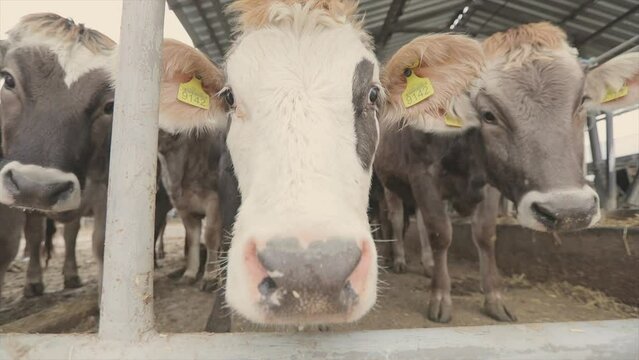 Cute cow calves on a dairy farm. Calves on the farm. Young cows on a cow farm.