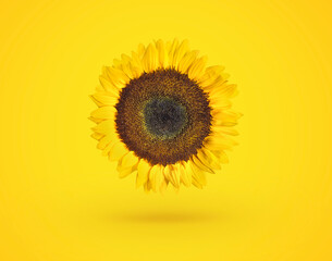 Beautiful fresh sunflowers on bright yellow background, flat lay, top view, copy space, autumn or...