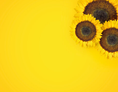 beautiful sunflower on yellow background view from above background with copy space