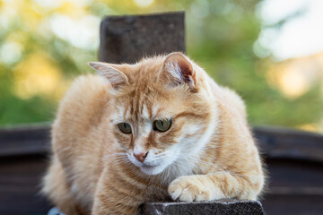 portrait d'un chat roux allongé en gros plan