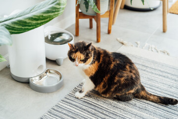 Well-fed multicolor cat waiting for food near smart feeder gadget with water fountain and dry food...