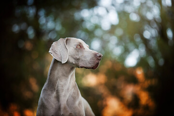Weimaraner ritratto