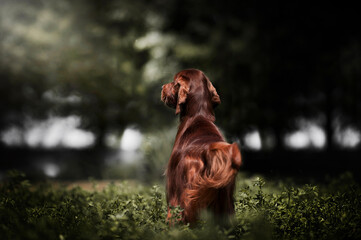 Setter Irlandese