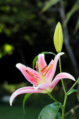 Oriental pink lily flower after morning rain 