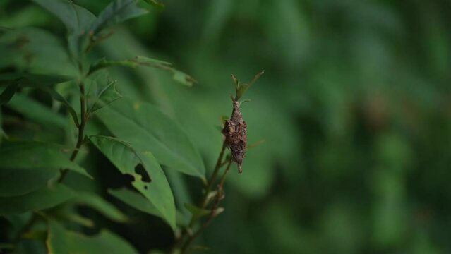 蓑虫 Images – Browse 132 Stock Photos, Vectors, and Video | Adobe