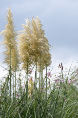 grass and sky