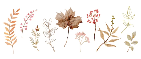 Fotobehang Collection of botanical elements in watercolor. Set of autumn wild flowers, plants, branches, maple leaves, berry. Hand drawn of fall season foliage vectors for card, print, graphic, decorative. © TWINS DESIGN STUDIO